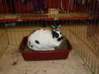 Adopt Domino a Bunny Rabbit