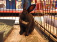 Adopt Mars a Bunny Rabbit
