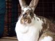 Adopt Fiona a Bunny Rabbit